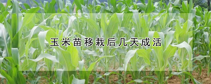 玉米苗移栽後幾天成活