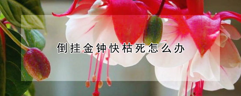 倒掛金鍾快枯死怎麼辦
