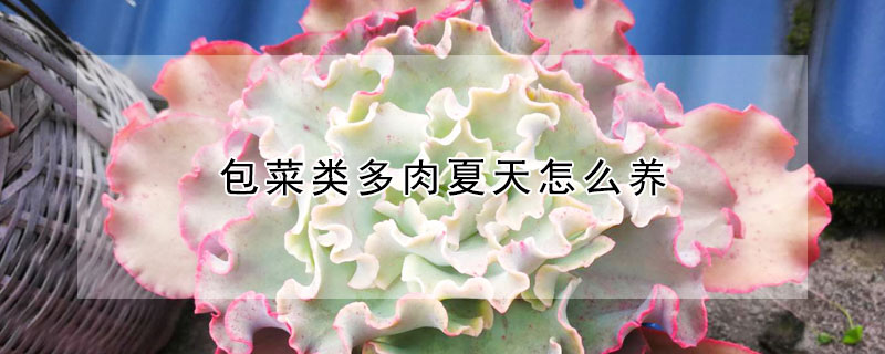 包菜類多肉夏天怎麼養