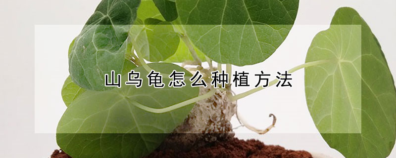 山烏龜怎麼種植方法