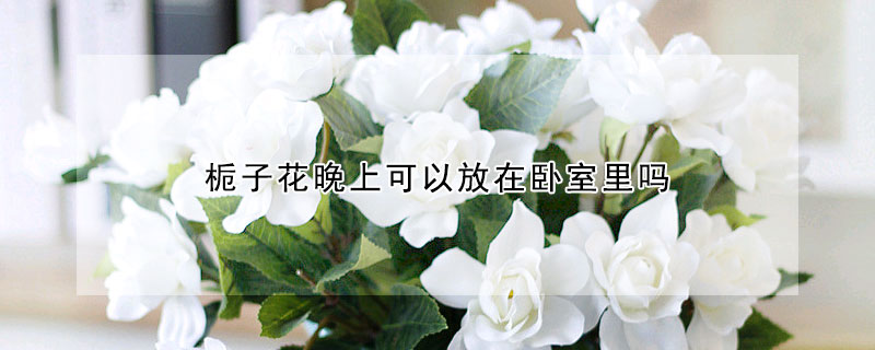 梔子花晚上可以放在臥室裏嗎