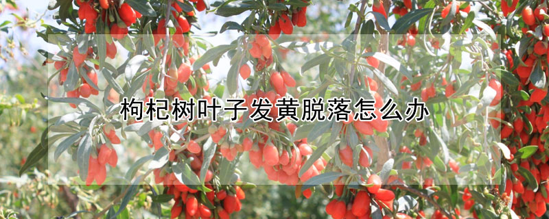 枸杞樹葉子發黃脫落怎麼辦