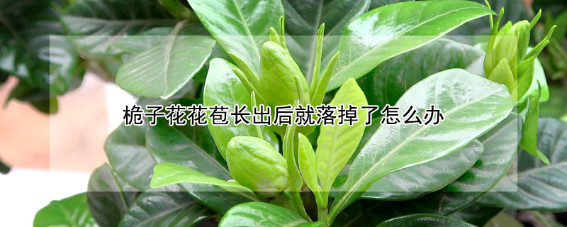 桅子花花苞長出後就落掉了怎麼辦