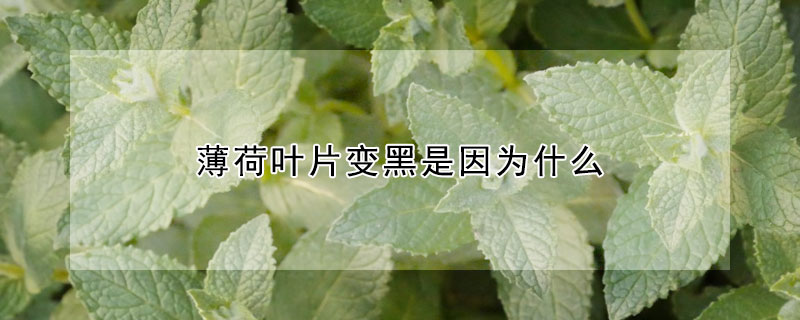 薄荷葉片變黑是因為什麼