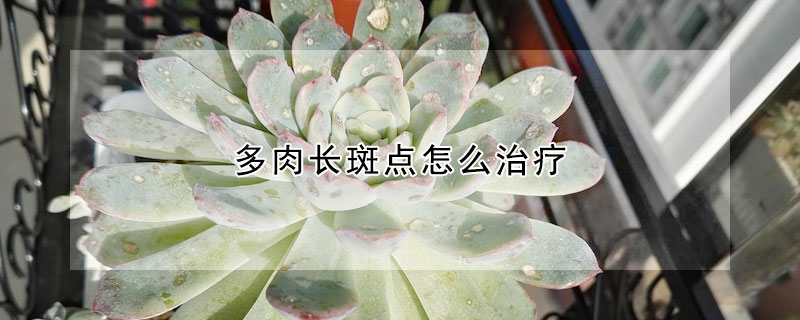多肉長斑點怎麼治療