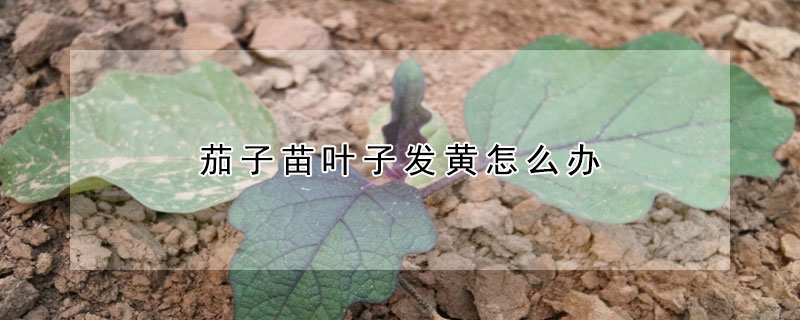 茄子苗葉子發黃怎麼辦