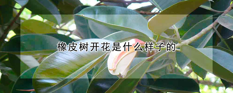 橡皮樹開花是什麼樣子的