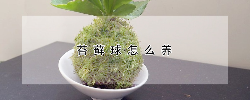 苔蘚球怎麼養