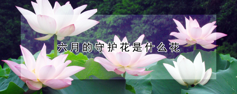 六月的守護花是什麼花