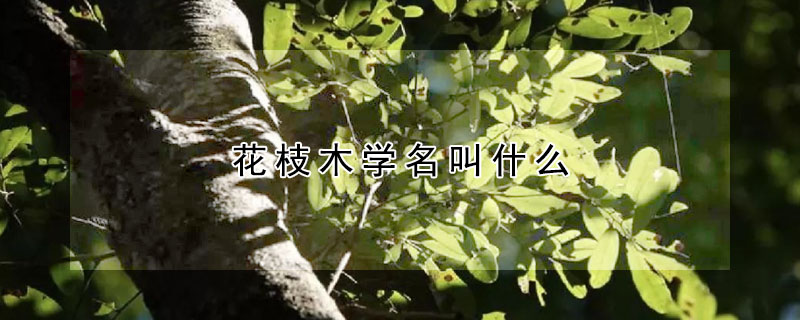 花枝木學名叫什麼