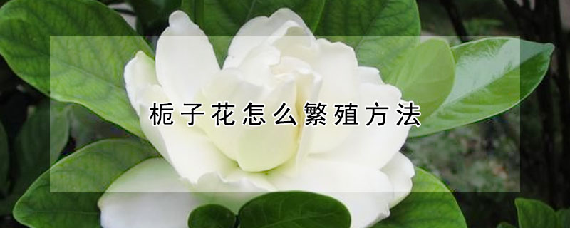 梔子花怎麼繁殖方法