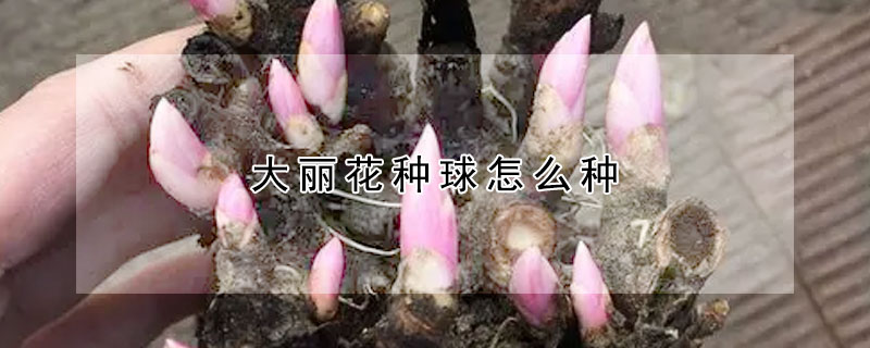 大麗花種球怎麼種