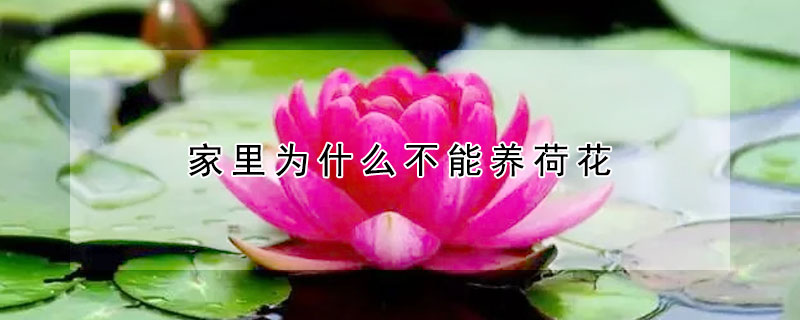 家裏為什麼不能養荷花