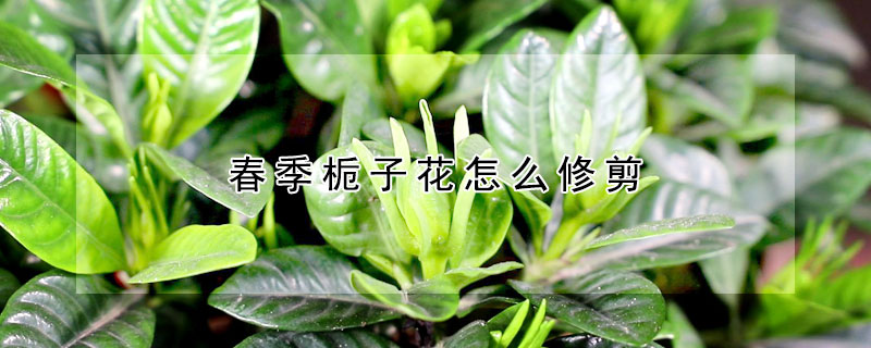春季梔子花怎麼修剪