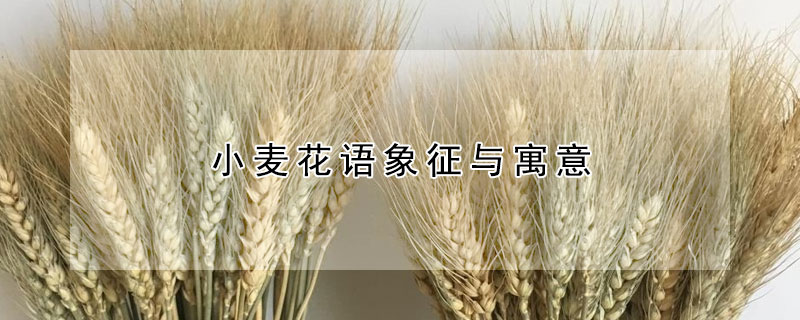 小麥花語象征與寓意