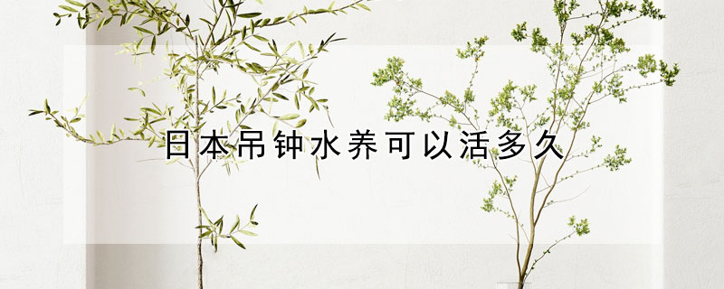 日本吊鍾水養可以活多久