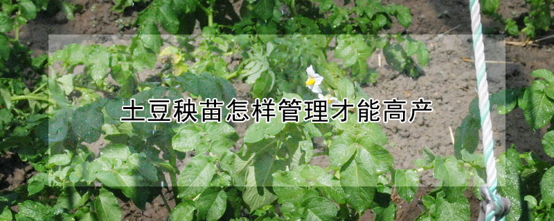 土豆秧苗怎樣管理才能高產