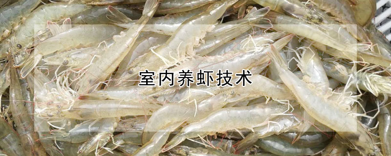 室內養蝦技術