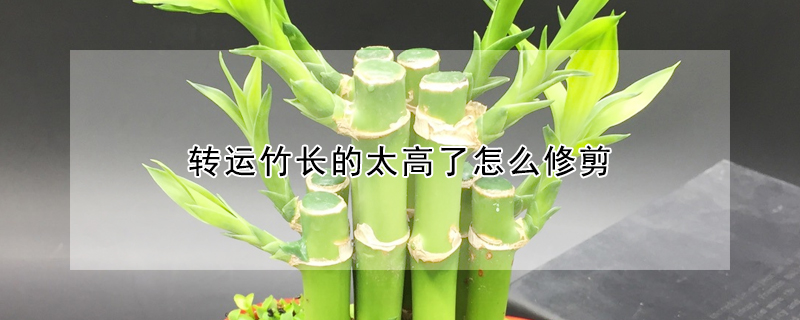 轉運竹長的太高了怎麼修剪