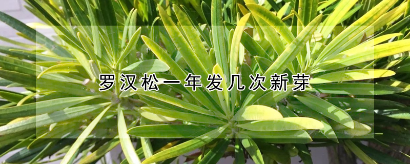 羅漢鬆一年發幾次新芽