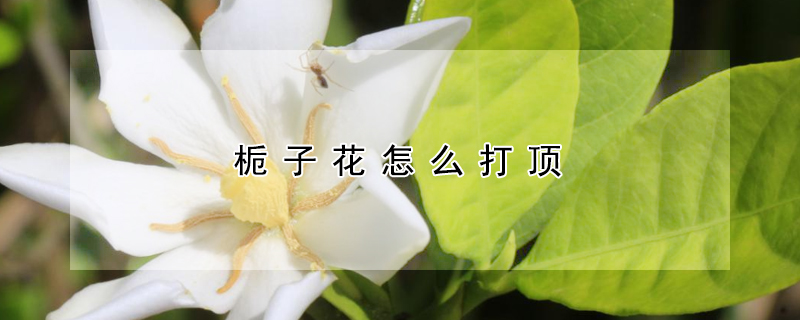 梔子花怎麼打頂