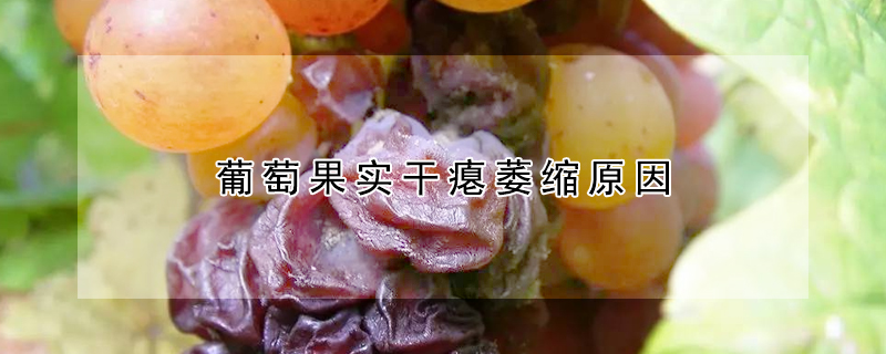 葡萄果實幹癟萎縮原因