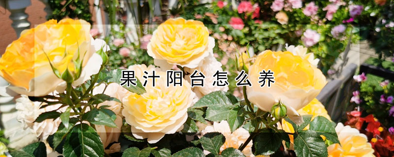果汁陽台怎麼養