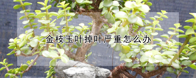 金枝玉葉掉葉嚴重怎麼辦