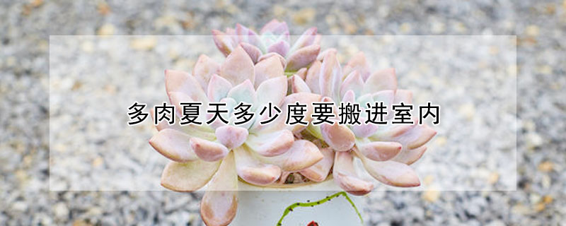 多肉夏天多少度要搬進室內
