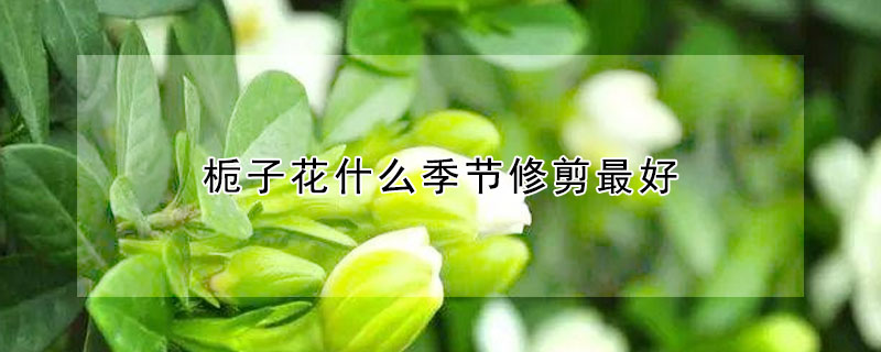 梔子花什麼季節修剪最好