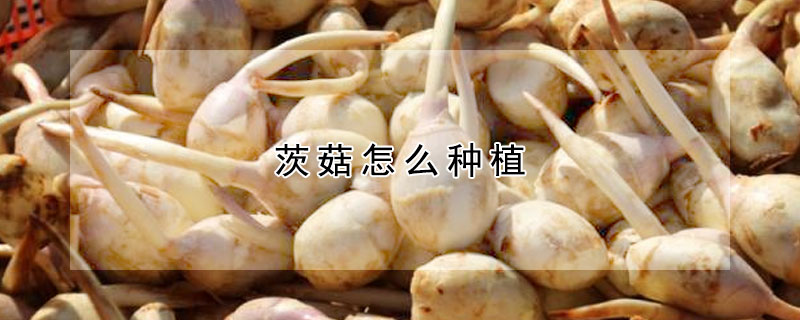 茨菇怎麼種植
