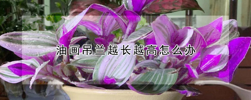油畫吊蘭越長越高怎麼辦