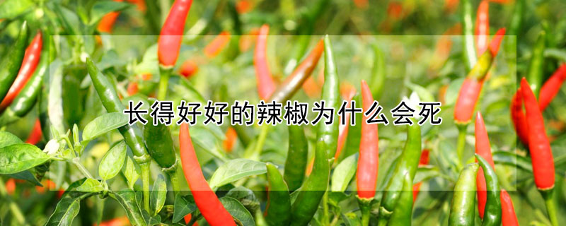 長得好好的辣椒為什麼會死