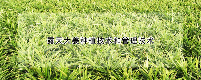 露天大薑種植技術和管理技術