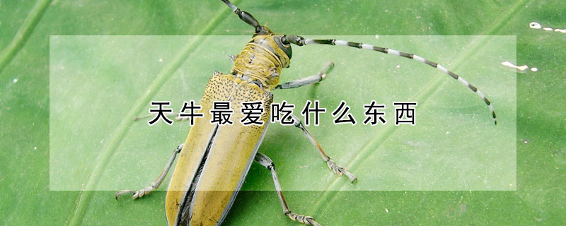 天牛最愛吃什麼東西