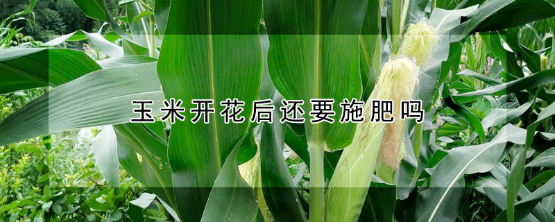 玉米開花後還要施肥嗎