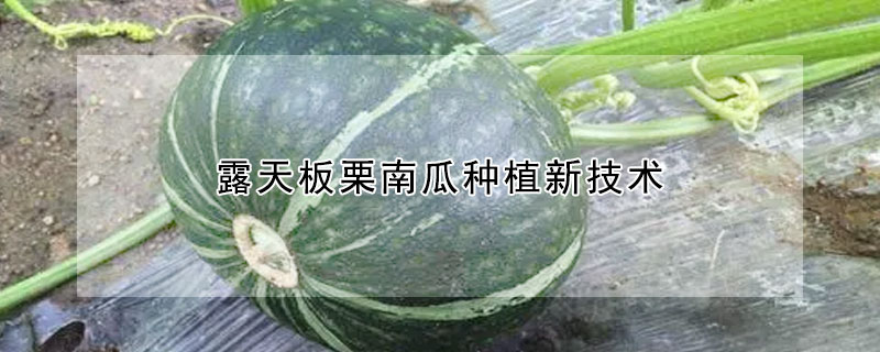 露天板栗南瓜種植新技術