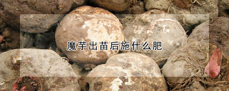 魔芋出苗後施什麼肥