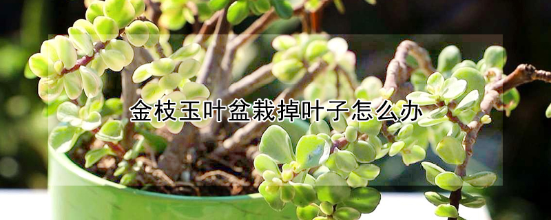 金枝玉葉盆栽掉葉子怎麼辦