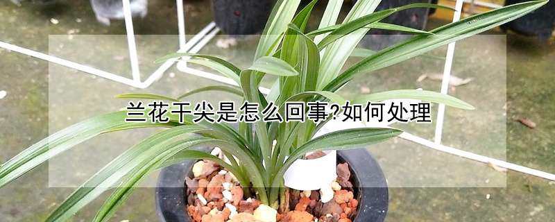 蘭花幹尖是怎麼回事?如何處理