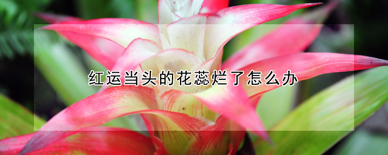 紅運當頭的花蕊爛了怎麼辦