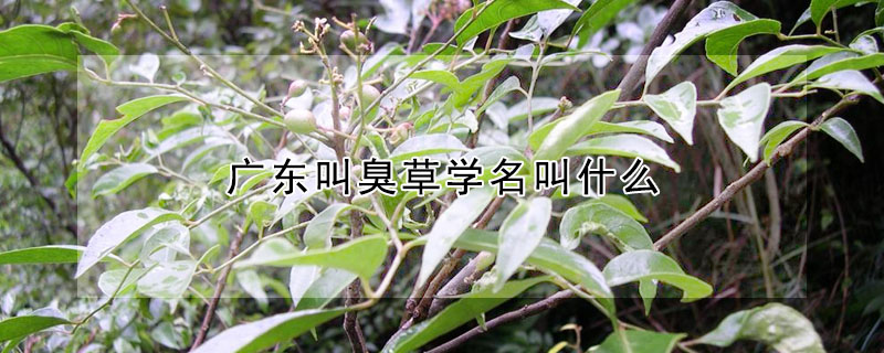 廣東叫臭草學名叫什麼
