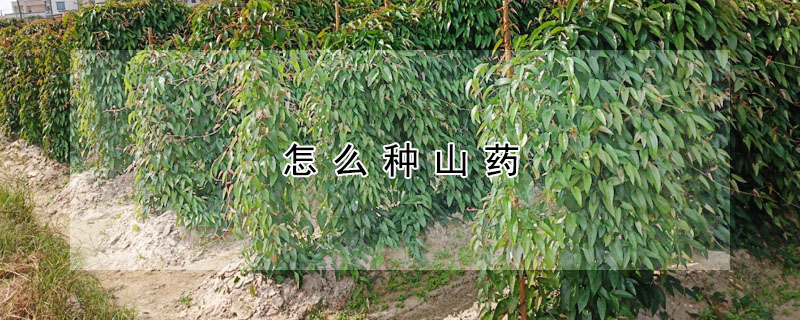 怎麼種山藥