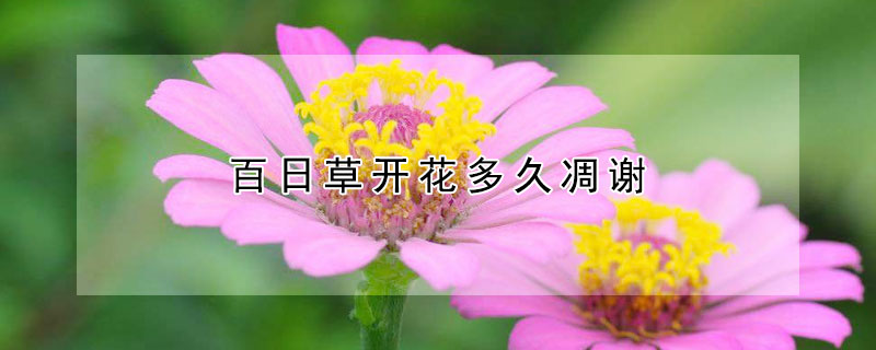 百日草開花多久凋謝