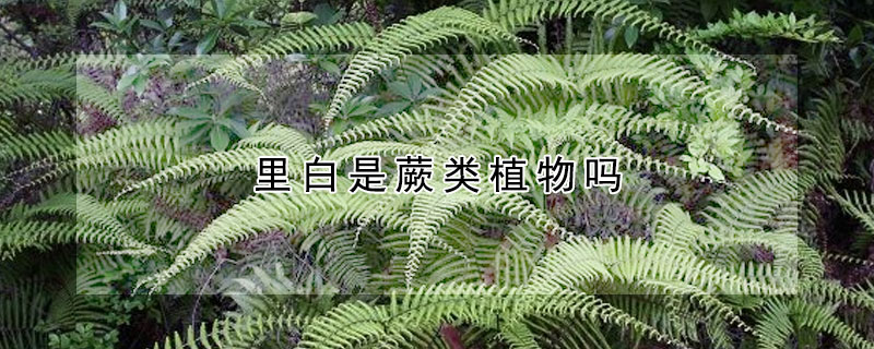 裏白是蕨類植物嗎