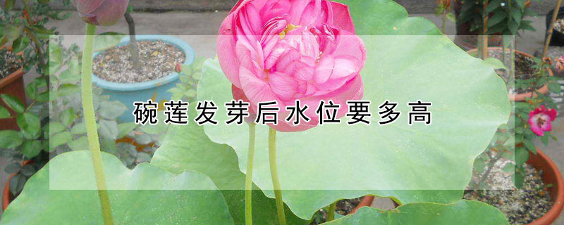 碗蓮發芽後水位要多高