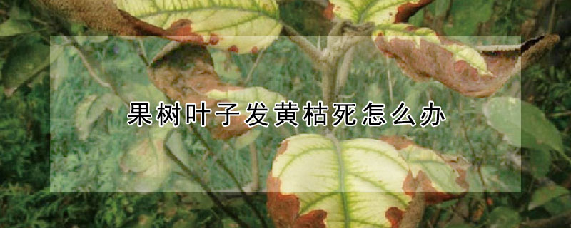 果樹葉子發黃枯死怎麼辦