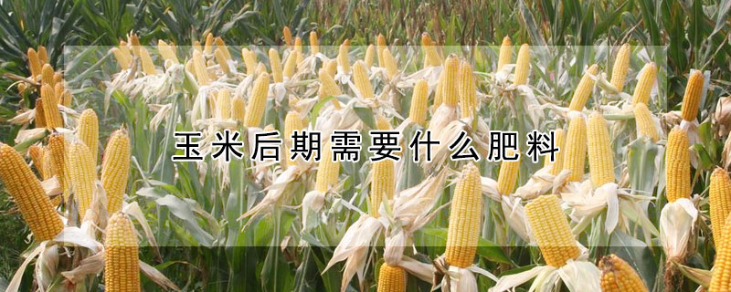 玉米後期需要什麼肥料