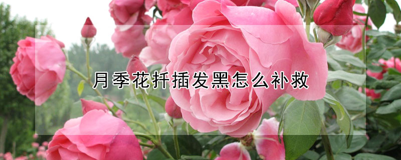月季花扡插發黑怎麼補救