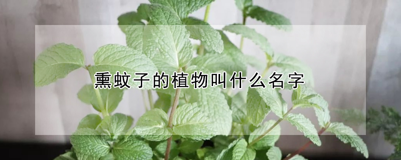 熏蚊子的植物叫什麼名字